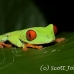 frog_tree_redeyed_tar_h_0554_cos0884.jpg